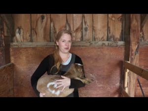 Nutriss Goat Milk Powder (850g) with DHA Lutein Inulin Probiotic Folic Acid Calcium Magnesium