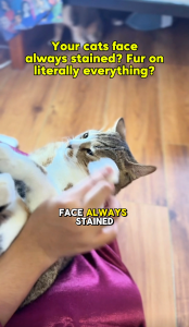 (Ship before 23/12)Somaee Dory Super Premium Natural Baked Cat Kibble