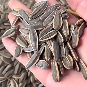 เมล็ดทานตะวันอบ เม็ดทานตะวัน พร้อมทาน เต็มเมล็ด กรอบ หอม อร่อย เกรดAAA