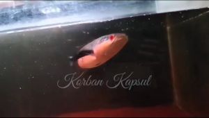 Red Srhimp Extreme Pakan channa pakan Ikan Arwana Booster Colour
