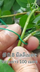 ลวดหุ้มพลาสติกเส้นกลม ลวดมัดต้นไม้ ลวดมัดอเนกประสงค์ ใช้มัดกล้วยไม้ ค้ำบอนสี ลวดมัดกิ่งกุหลาบ เก็บคูปองส่งฟรี99บาทมุมขวาด้านล่าง