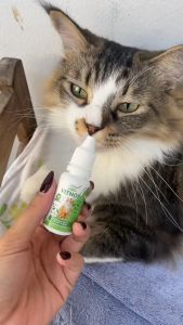 Vitnox Vitamin Imun Venox Obat Vitamin Kucing Imunitas Kekebalan Tubuh Mengurangi Stress