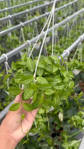 Cây Kiểng Lá Lan Dưa Hấu - Cây Cảnh Đẹp Sang Trọng Dễ Trồng Trang Trí Nhà Cửa Ban Công Sân Vườn Văn Phòng