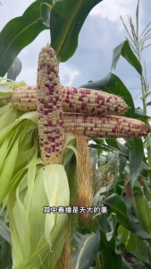 [ HARGA PROMO ] BERBAGAI MACAM BENIH JAGUNG // BENIH JAGUNG KEMASAN PREMIUM