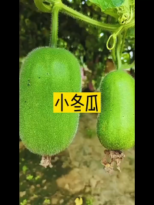 40 เมล็ดเมล็ดพันธุ์ฟักเขียว เมล็ดพันธุ์ฟักเขียวขนาดเล็ก ฟักเขียว เมล็ดปลูกง่าย โตไว ผลดก