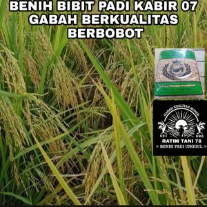 BENIH PADI UNGGUL KABIR 07 BERKUALITAS kemasan 10KG