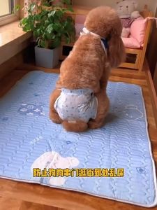 ผ้าอ้อมสุนัข ผ้าอ้อมสุนัข ผ้าอ้อมสุนัข. มีให้เลือกหลายขนาด ผ้าอ้อมสุนัขแบบใช้แล้วทิ้ง ผลิตภัณฑ์สำหรับสัตว์เลี้ยงสำหรับผู้ชายและผู้หญิงราคาต่อถุง