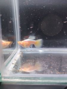 （孔雀鱼）白化黄金短身体 1对 (Guppy) Albino Golden Short-bodied 1 pair