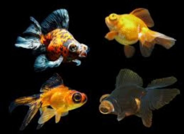 1 & 3 PIECES PACKAGE /TELESCOPE EYE GOLDFISH /LIVE FISH /IKAN HIASAN /ORNAMENTAL FISH /AQUARIUM