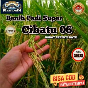 (1kg) Benih Padi CIBATU 06 Bibit Padi super unggul kualitas terbaik