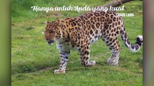 Ryuta Teh Gingseng penambah performa pria