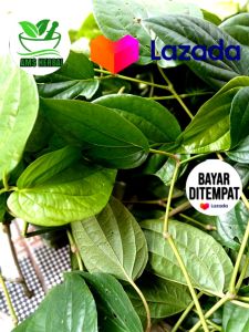 Daun sirih hijau segar 250gram