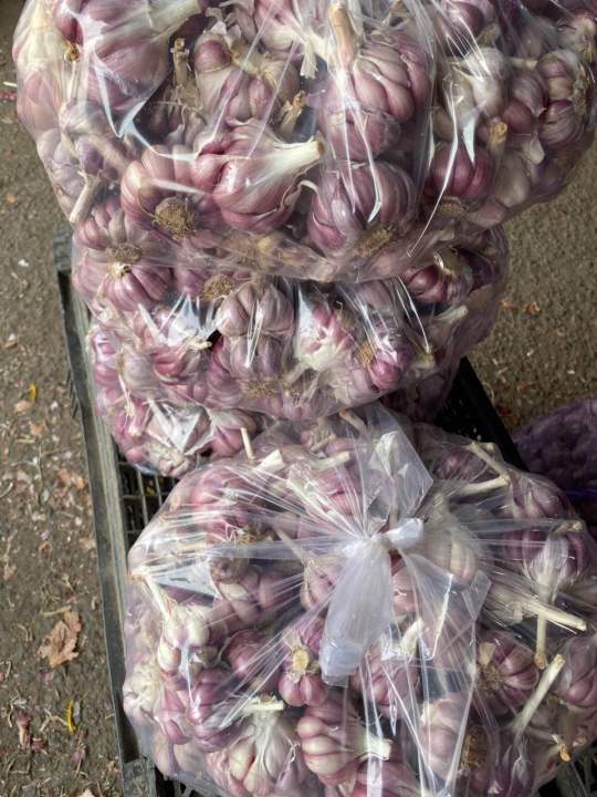 (Mi%E1%BB%85n%20ph%C3%AD%20ship%20100%25)%20#1Kg%20t%E1%BB%8Fi%20t%C3%ADm%20%C4%91%C3%A0%20l%E1%BA%A1t%20th%C6%A1m%20ngon,%C4%91%E1%BA%A1t%20chu%E1%BA%A9n%20lo%E1%BA%A1i%201(t%E1%BB%8Fi%20c%C3%B4%20%C4%91%C6%A1n,t%E1%BB%8Fi%20l%C3%BD%20s%C6%A1n,t%E1%BB%8Fi%20t%C3%ADm,h%C3%A0nh%20t%C3%ADm%20l%C3%BD%20s%C6%A1n,h%C3%A0nh%20t%C3%ADm%20phan%20rang,h%C3%A0nh%20t%C3%ADm%20%E1%BA%A5n%20%C4%91%E1%BB%99%20-%20Image%204