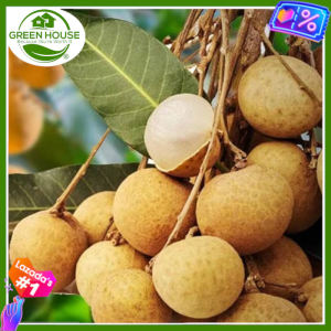 Green House® - Longan like Lychee Seeds for planting Fruit Plants (6 Seed) incl. Instructions - It is called Dragons eye
