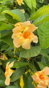 บานบุรีหอม บานบุรีเลื้อยดอกหอม หรือ บานบุรีแสด Odontadenia macrantha