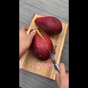 Bibit Alpukat Red Vietnam Asli Okulasi Super