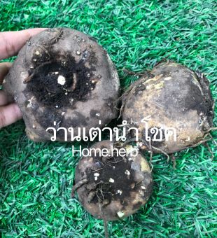 รูปจากผู้ขายบน Lazada: ว่านเต่านำโชค [ขายเป็นหัว] เมตตามหานิยม โชคลาภ ศิริมงคล ตั้งราคา ฿50 ขายแล้ว 91 ชิ้น