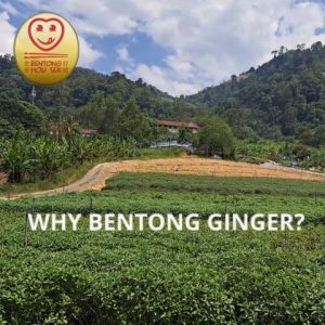 Pure Bentong Ginger Powder