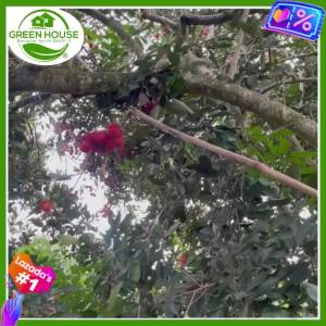 Green House® - Sweet Rambutan Fruit Seeds for Planting Fruit Plant (7 Seed) incl. Planting Instruction