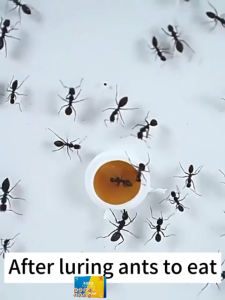 Ant Bait Killer 8Pcs From Japan Destroy The Ant Nest Insect Killer Cockroach Killer Anti Ant