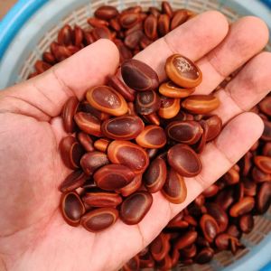 100 gr biji sengon kering - biji sengon Buto - biji bibit sengon - buah sengon