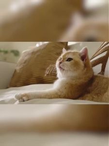 Xiaomi | Xiaomi Pet Water Fountain 2 Wireless Smart Cat Water Fountain 3L Large Capacity Automatic Pet Water Dispenser with Filtration