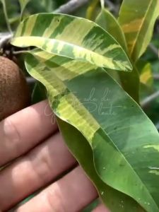 Bibit Sawo Varigata Hias Super Genjah