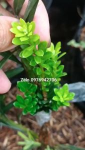 Tùng Ngọc Trai cao 15cm - CÂY GHÉP