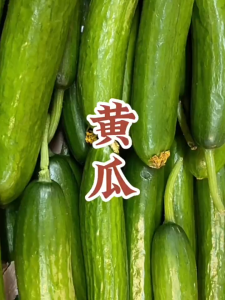 30 เมล็ดเมล็ดพันธุ์แตงกวาฮอลแลนด์ เมล็ดพันธุ์แตงกวา เมล็ดแตงกวาด แตงกวาไร้หนาม ผักทานสด สวนครัว