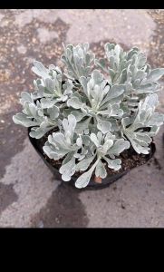 ANG HENG SILVER PUYENG LIVE PLANTS
