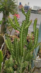 HCM - Xương rồng 3 khía sọc vân dễ chăm không kén đất khí hậu