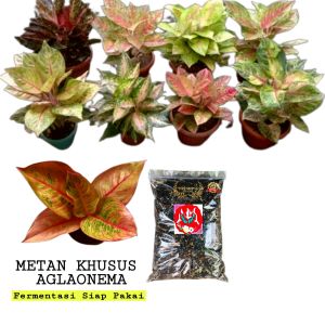 MEDIA TANAM AGLAONEMA PREMIUM SIAP PAKAI