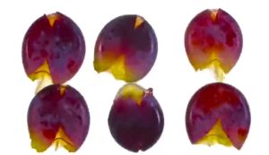 Mixed Nuts and Berries: A Healthy Snack Option in Large Cans