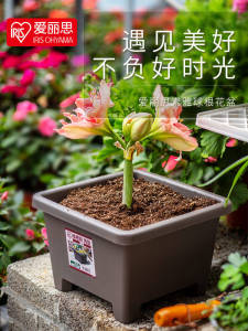 IRIS Thickened Resin Flowerpot Balcony Square Alice Bulb Hippeastrum Flower Starry Lily Planting Pot