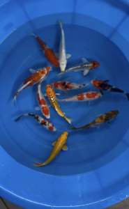 JAPAN KOI LOCAL BREED 5/6.6” HIGH GRADE 12pcs GOOD WEALTH COMBO at 1388 only + shipping 50 + MANY GIFTS