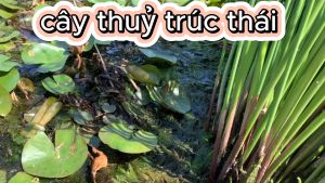 Thuỷ trúc thái 10 thân lớn ( cây đẹp có bộ rễ khoẻ )