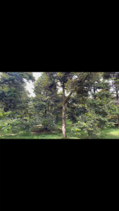 Chế phẩm sinh học WASHI Probicol 200WP – Hỗ trợ kiểm soát bệnh hại