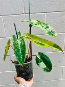 Rare Philodendron Billietiae Variegated  จำหน่ายแบบข้อตัดสดเพาะชำในถ้วยอบอย่างดี