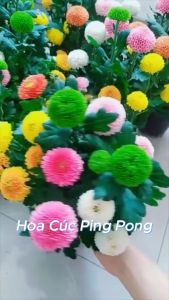 Hạt Giống Hoa Cúc Ping Pong Mix 7 màu Loại dễ trồng tỉ lệ nảy mầm 98% hoa nở siêu đẹp liên tục 4 mùa (Gói 500 hạt)