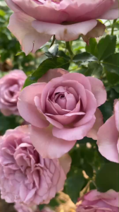 ปุ๋ยดอกไม้ ปุ๋ยกุหลาบ ปุ๋ยพ่นใบ สูตร10-20-30+TE ช่วยเร่งสี เร่งขนาด เพิ่มจำนวนดอก สีสันสวยงาม บานทน ต้านทานโรค (จัดส่งฟรี!!)