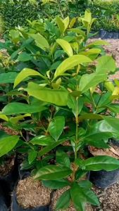 Bibit Daun Salam Daun Bumbu Masak Daun Wangi Pohon Rempah Siap Tanam Terlaris