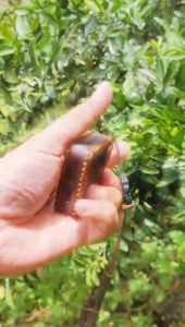 VAGARY Leather Sleeve Case Xros 3 Nano Lanyard Premium