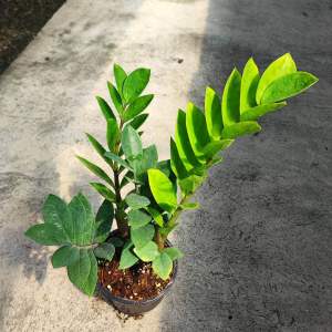 กวักมรกตเขียวขนาดกระถาง 5 นิ้ว กอแน่น Zamioculcas Zamiiofolia