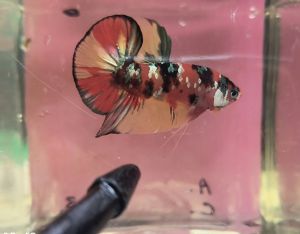 ikan laga斗鱼/打架鱼 betta fish-hmpk Candy gold galaxy(male)5/10 size jr
