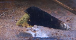[Livestock] Rabbit snails