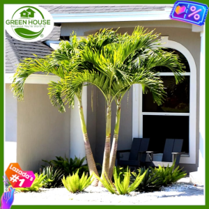 Green House® - Manila Christmas Palm Tree Seeds (5 Seed) for Planting Fruit Plant Tree incl. Planting Instruction
