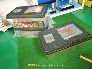 aquarium untuk kura-kura ular  katak atau ikan