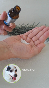 PetAlive® LiverAid™ Granules for Dogs Cats - Natural Supplement for Liver Pancreas & Gallbladder Issues