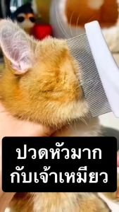 หวีสแตนเลส หวีหมัด ด้ามจับพลาสติก หวีสางขน สำหรับหวีขนสัตว์เลี้ยง อุปกรณ์ตัดขนสุนัข หวีขนหมา Pet cleaning comb
