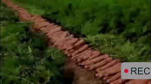 Assorted Vegetables Chips & Healthy Snacks: I Jia's Buy 2get 1Free Offer